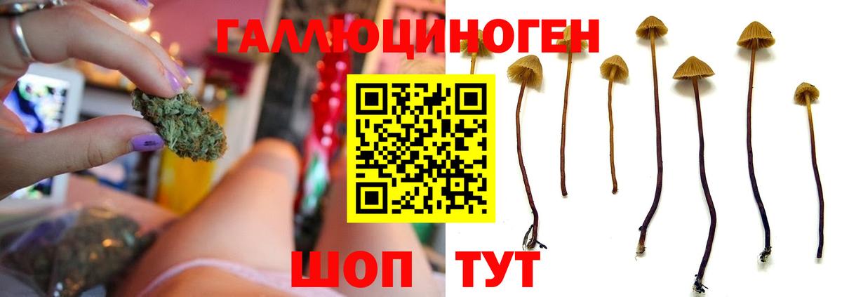 Галлюциногенные грибы Psilocybe  Вход с VPN  Унеча 